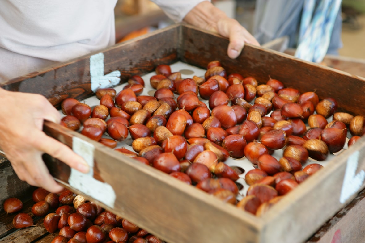 chestnut-1-min.jpg chestnut-1-min.jpg