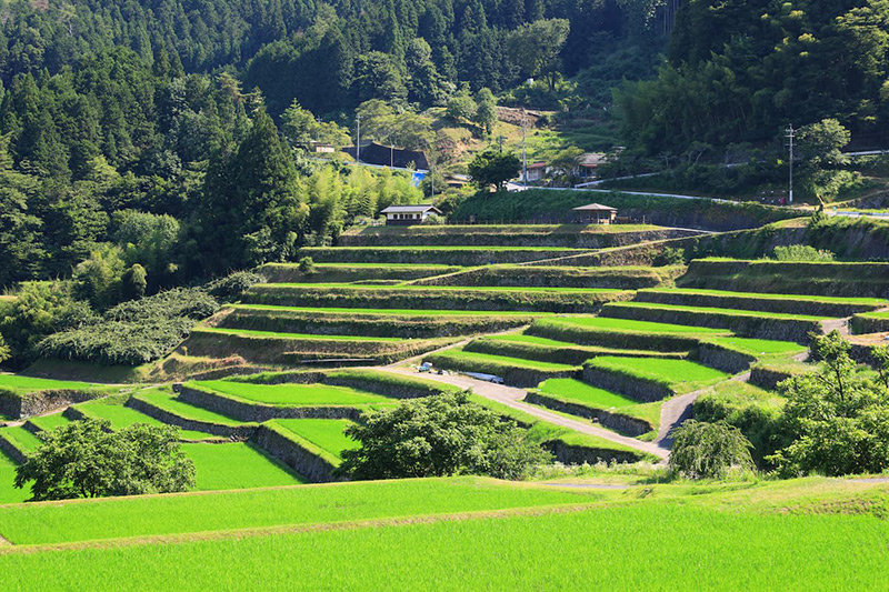 坂折棚田