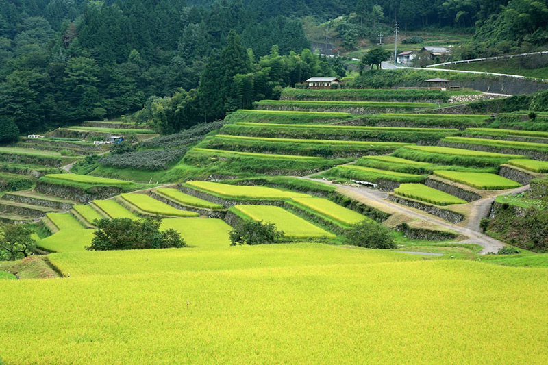 坂折