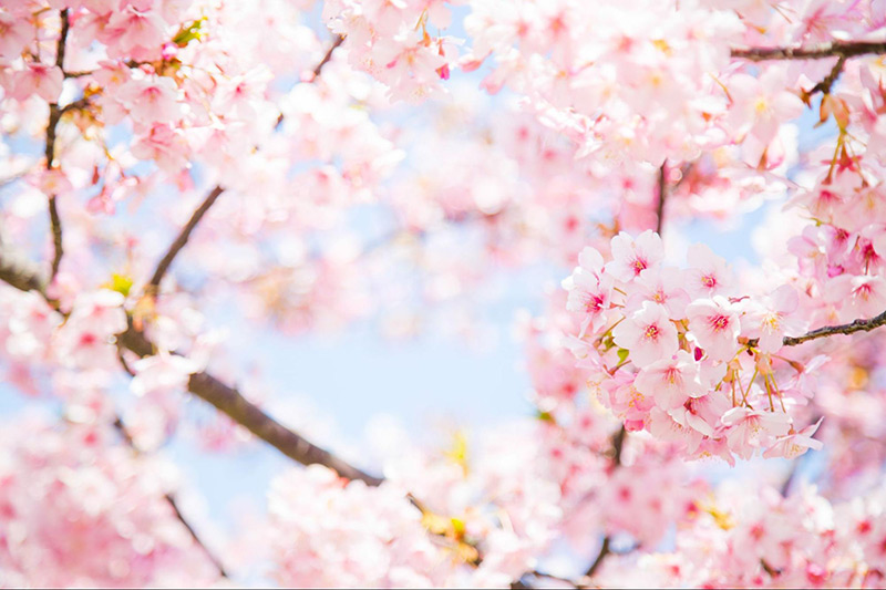 桜