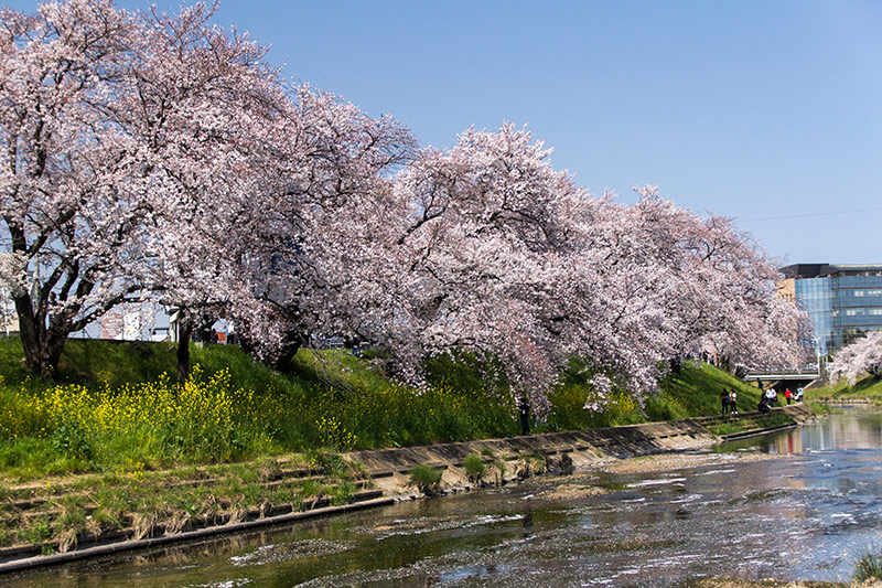桜の咲く新境川